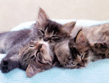 les ptit chat ke j adore